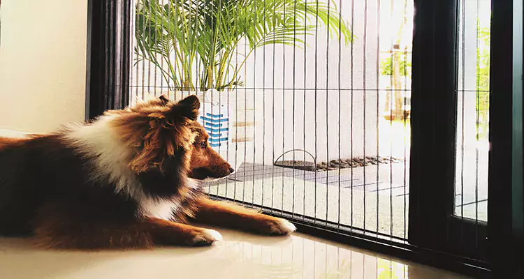Sliding Screen Pet Door Repair in Campbell, CA