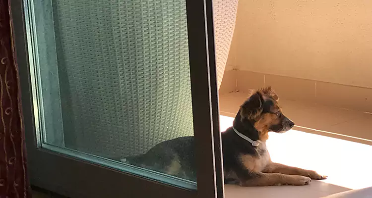 French Door Pet Screen Repair in Campbell, CA